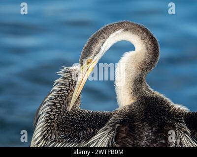 Uccello Darter che prepara le sue piume mentre si asciuga al sole mattutino vicino all'acqua, dettaglio ravvicinato Foto Stock