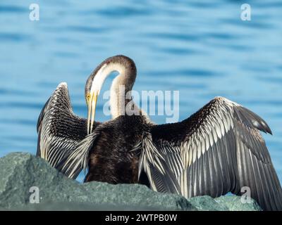 Uccello Darter che prepara le sue piume mentre si asciuga al sole mattutino in piedi sulle rocce vicino all'acqua Foto Stock