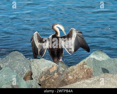 Uccello Darter che prepara le sue piume mentre si asciuga al sole mattutino sulle rocce vicino all'acqua Foto Stock