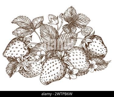Schizzo di un cespuglio di fragole. Frutti di bosco, fiori, rami e foglie su sfondo bianco. Illustrazione vettoriale lineare nello stile di una vecchia incisione Illustrazione Vettoriale