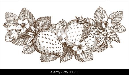 Schizzo di un cespuglio di fragole. Frutti di bosco, fiori, rami e foglie su sfondo bianco. Illustrazione vettoriale lineare nello stile di una vecchia incisione Illustrazione Vettoriale