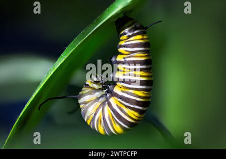 Foto macro di un monarca caterpillar nella sua fase finale "Hanging J" prima di trasformarsi in un bozzolo. il caterpillar si è attaccato a una foglia. Foto Stock