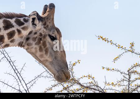 Primo piano di una giraffa di angolani, che mangia bacche da un albero nel Parco Nazionale di Etosha. Foto Stock