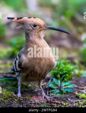 Un primo piano di una felpa eurasiatica circondata dall'erba sul terreno Foto Stock