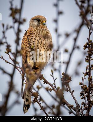 Un gheppio comune che poggia su un ramo d'albero. Foto Stock