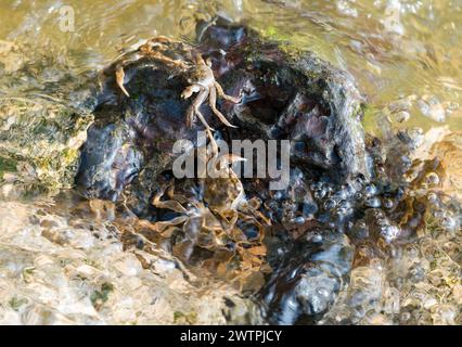 Diversi granchi mitti cinesi (Eriocheir sinensis), specie invasive, neozoon, granchi, novellame, aggrappati a una roccia sulla loro migrazione a monte e cerca sh Foto Stock