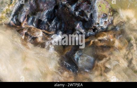 Diversi granchi mitti cinesi (Eriocheir sinensis), specie invasive, neozoon, granchi, novellame, aggrappati a una roccia sulla loro migrazione a monte e cerca sh Foto Stock