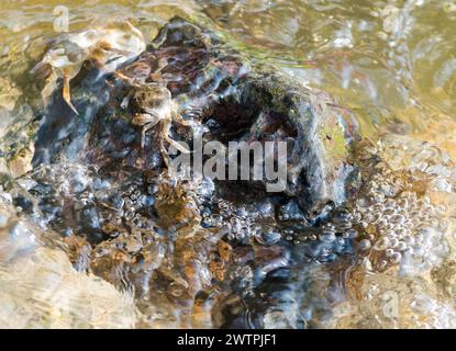 Diversi granchi mitti cinesi (Eriocheir sinensis), specie invasive, neozoon, granchi, novellame, aggrappati a una roccia sulla loro migrazione a monte e cerca sh Foto Stock