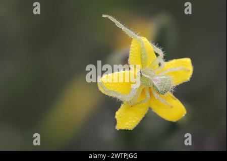 Ragno di granchio di Tirangel (Heriaeus graminicola), ragno di granchio su un fiore di gelsomino arbustivo (Chrysojasminum fruticans, Jasminum fruticans), Provenza, sout Foto Stock