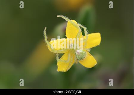 Ragno di granchio di Tirangel (Heriaeus graminicola), ragno di granchio su un fiore di gelsomino arbustivo (Chrysojasminum fruticans, Jasminum fruticans), Provenza, sout Foto Stock