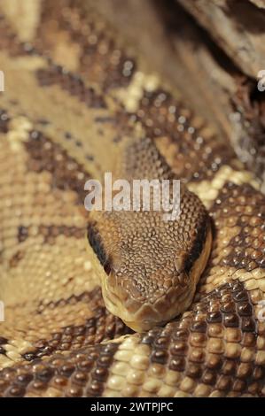 bushmaster dell'America centrale o bushmaster dell'America centrale (Lachesis stenophrys), prigioniero, presenza in America centrale Foto Stock