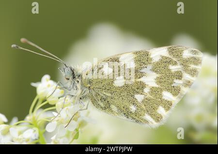 Bath White (Pontia daplidice), Provenza, Francia meridionale Foto Stock