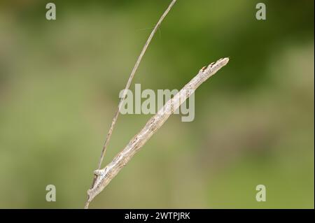 La brughiera (Ematurga atomaria), il bruco, la Provenza, la Francia meridionale Foto Stock