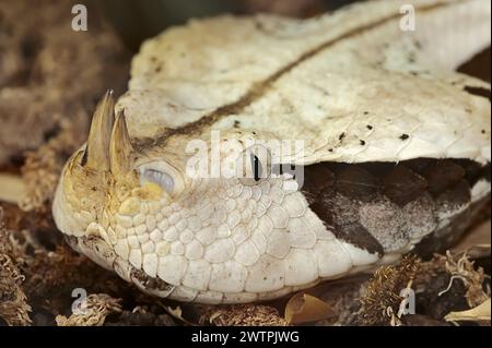 vipera del Gabon occidentale o vipera del Gabon (rinoceronte di Bitis gabonica), in cattività, che si verifica in Africa Foto Stock