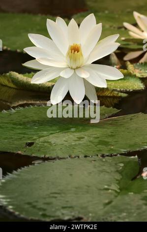 Giglio d'acqua bianca egiziano (Nymphaea lotus), fiore originario dell'Africa, piante ornamentali, Renania settentrionale-Vestfalia, Germania, Europa Foto Stock