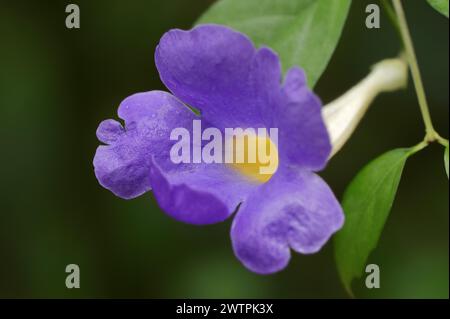 Orticoltura (Thunbergia erecta), fiore originario dell'Africa, piante ornamentali, Renania settentrionale-Vestfalia, Germania, Europa Foto Stock