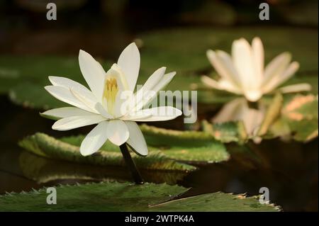 Giglio d'acqua bianca egiziano (Nymphaea lotus), fiore originario dell'Africa, piante ornamentali, Renania settentrionale-Vestfalia, Germania, Europa Foto Stock