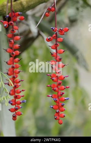 Bromeliade (Aechmea warasii), fiori, originaria del Brasile Foto Stock