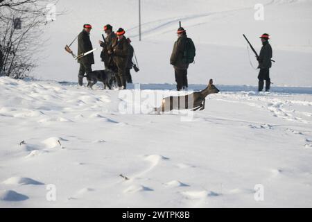 Capriolo europeo (Lepus europaeus) bassa Austria, Austria Foto Stock