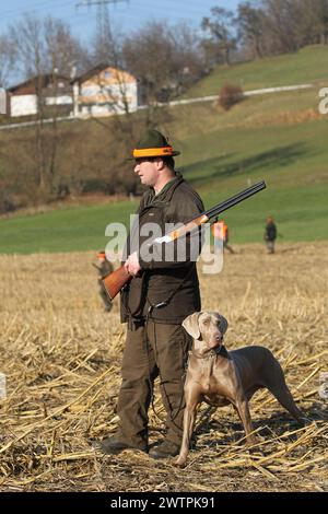 Cacciatore con bracciale rosso, fucile e cane da caccia Weimaraner shorthair su un campo di stoppia in occasione di una caccia alla lepre bruna (Lepus europaeus) Foto Stock