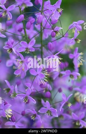 Via dei prati cinesi (Thalictrum delavayi), Meclemburgo-Pomerania occidentale, Germania Foto Stock