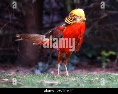 Fagiano dorato in natura Foto Stock