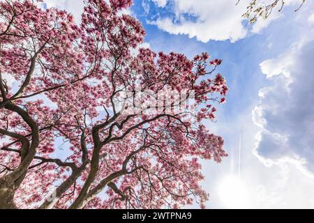 Magnolia fiorita, Magnolia fiorente di fronte al Palazzo nuovo, Stoccarda, Baden-Wuerttemberg, Germania Foto Stock