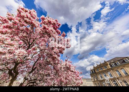Magnolia fiorita, Magnolia fiorente di fronte al Palazzo nuovo, Stoccarda, Baden-Wuerttemberg, Germania Foto Stock