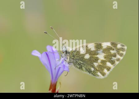 Bath White (Pontia daplidice), Provenza, Francia meridionale Foto Stock