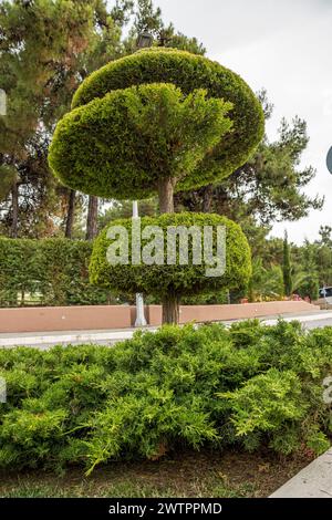 Albero decorato o arbusto decorativo su sfondo isolato. Albero decorativo dalla forma elegante. Cespugli rotondi decorativi che crescono in un parco. Foto Stock