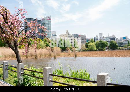 Tokyo, Giappone - 12 aprile 2023: Primavera del Parco di Ueno stagno di Shinobazu Foto Stock