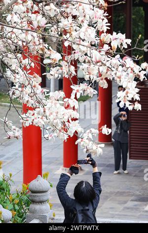 I fiori di Magnolia fioriscono al Palazzo Chaotian nella città di Nanchino, nella provincia cinese di Jiangsu, 17 marzo 2024. Foto Stock