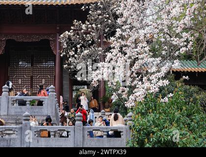 I fiori di Magnolia fioriscono al Palazzo Chaotian nella città di Nanchino, nella provincia cinese di Jiangsu, 17 marzo 2024. Foto Stock