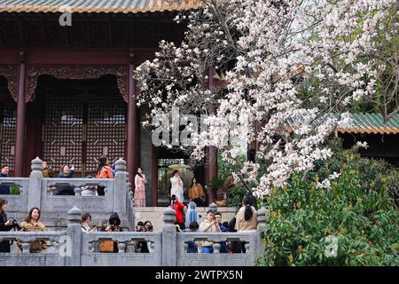 I fiori di Magnolia fioriscono al Palazzo Chaotian nella città di Nanchino, nella provincia cinese di Jiangsu, 17 marzo 2024. Foto Stock