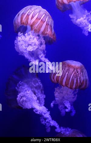 L'ortica marina sudamericana (Chrysaora plocamia) è una medusa originaria delle coste del Pacifico del Perù e del Cile e della costa atlantica dell'Argentina. Foto Stock