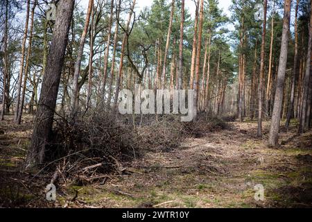 Aufgehäufte Äste und Zweige in einem Wald AM 18. März 2024 bei Stahnsdorf nel Brandeburgo. Waldspaziergang *** ha accumulato rami e ramoscelli in una foresta il 18 marzo 2024 nei pressi di Stahnsdorf nella passeggiata della foresta di Brandeburgo Foto Stock