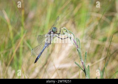 Uno skimmer dalla coda nera che riposa su una pianta, giorno di sole in estate Foto Stock