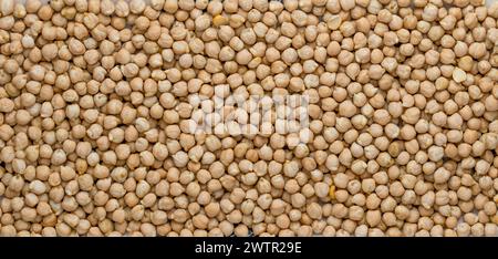 Asciugare i chicchi di ceci organici. Un mucchio di ceci freschi crudi. Sfondo dei legumi Foto Stock