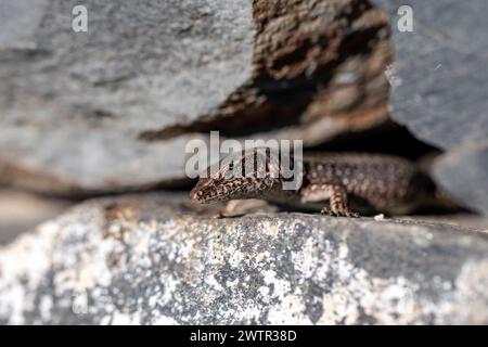 Una lucertola su una pietra Foto Stock