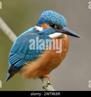 Kingfisher eurasiatico ( Alcedo atthis ), uccello maschio, caccia, arroccato su un ramo sopra l'argine di un piccolo ruscello, vista frontale laterale, fauna selvatica, E. Foto Stock