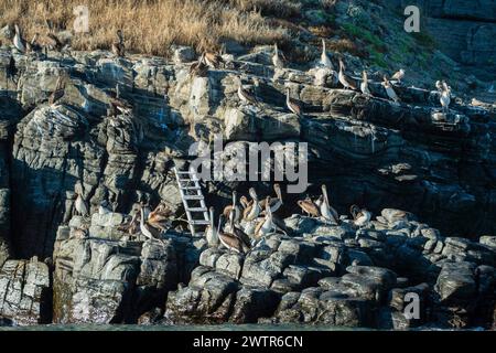 Molti pellicani e cormorani e uccelli colonizzano la baja california sur mexico, la baia di magdalena Foto Stock