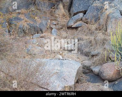 Le mamme leopardate si rilassano. IN INDIA PUOI avvistare gli sfuggenti leopardi avvistati da un fotografo britannico che si nasconde in bella vista sulle colline intorno a Rajastha Foto Stock