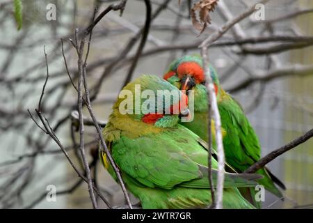 Il lorikeet muschiato è principalmente verde ed è identificato dalla fronte rossa, dalla corona blu e da una distintiva fascia gialla sull'ala. Foto Stock