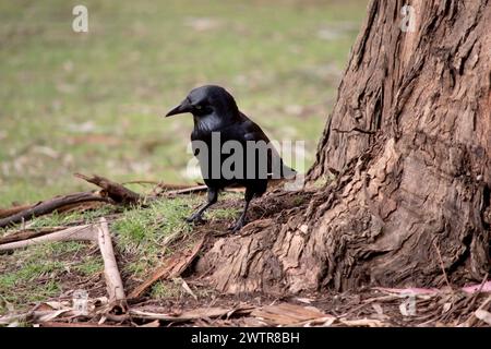 I Ravens australiani sono neri con occhi bianchi negli adulti. Le piume sulla gola (hackles) sono più lunghe che in altre specie Foto Stock