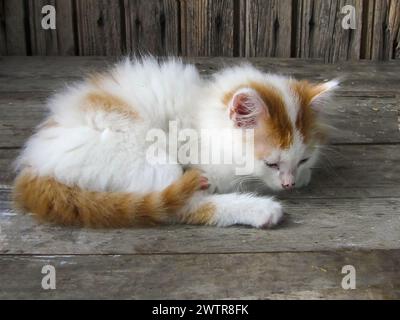 Un piccolo gattino e' rilassante accanto ad un gatto arancione e bianco Foto Stock