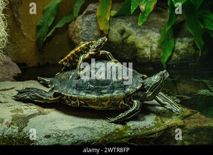 Tartaruga a mappa gialla (Graptemys flavimaculata) Foto Stock