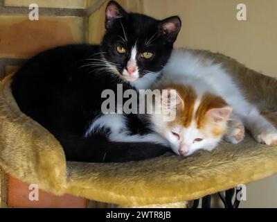 Due gatti che si riposano tranquillamente in un letto circolare sul pavimento Foto Stock