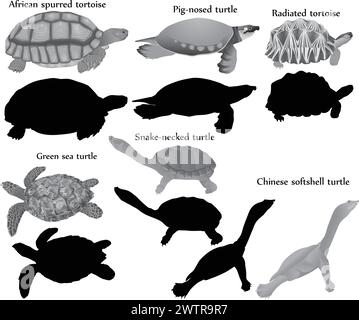 Collezione di diverse specie di tartarughe e tartarughe in bianco e nero Illustrazione Vettoriale