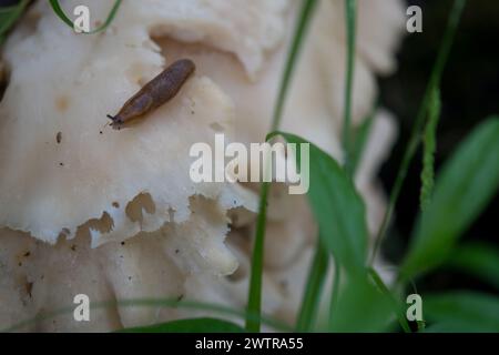 Lumaca strisciante su un fungo che sta mangiando Foto Stock