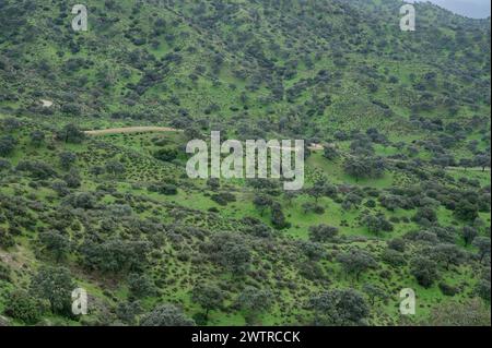 Foresta mediterranea in Sierra Morena. Habitat tipico della lince iberica (Lynx pardinus). Provincia di Jaen, Andalusia, Spagna. Foto Stock